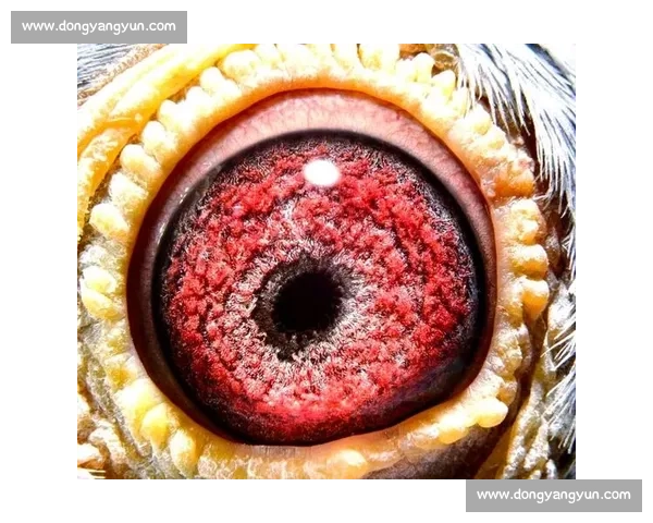 信鸽比赛直播全程直击赛场风云与冠军诞生瞬间解析背后策略与训练奥秘